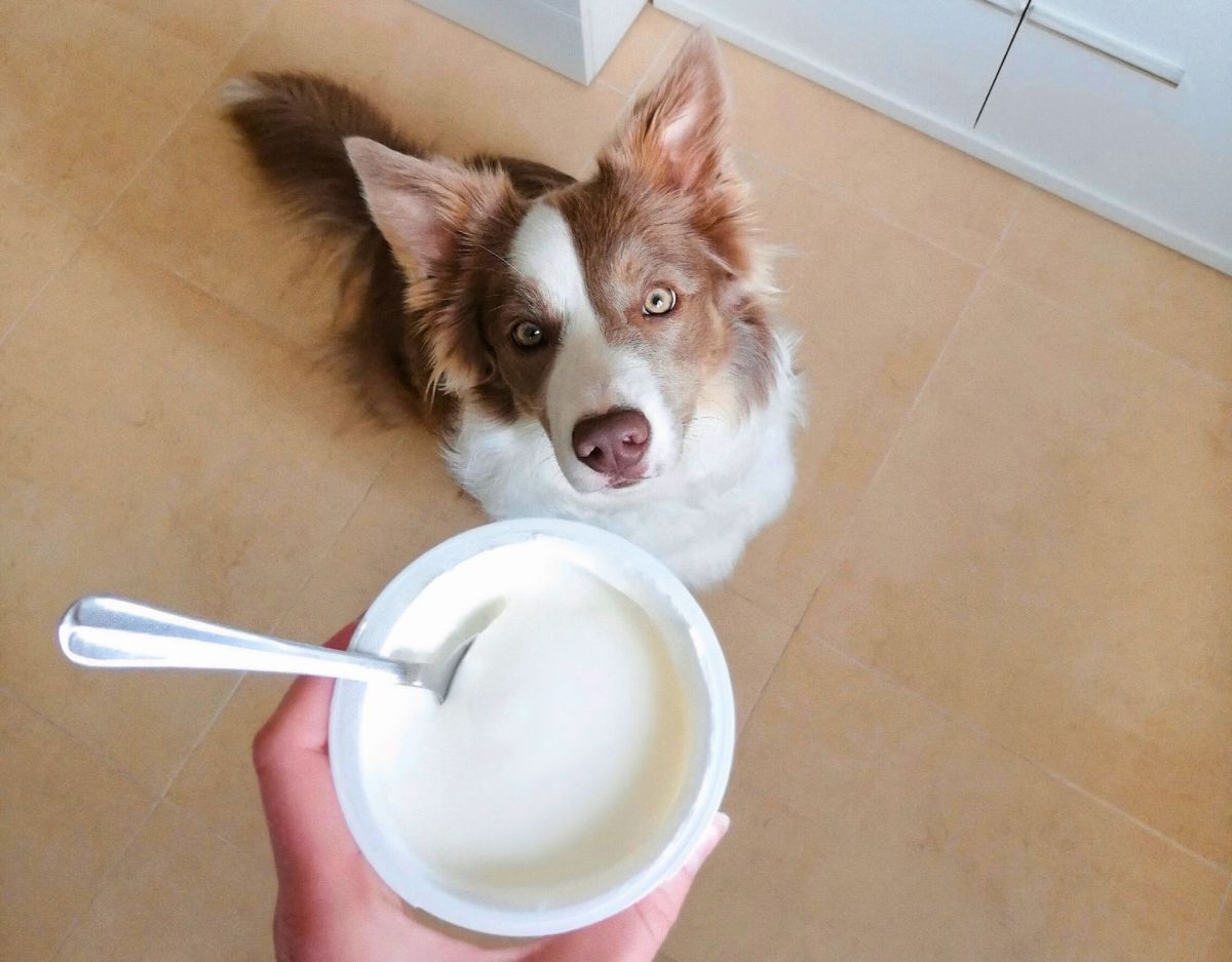 Hund mit Joghurt
