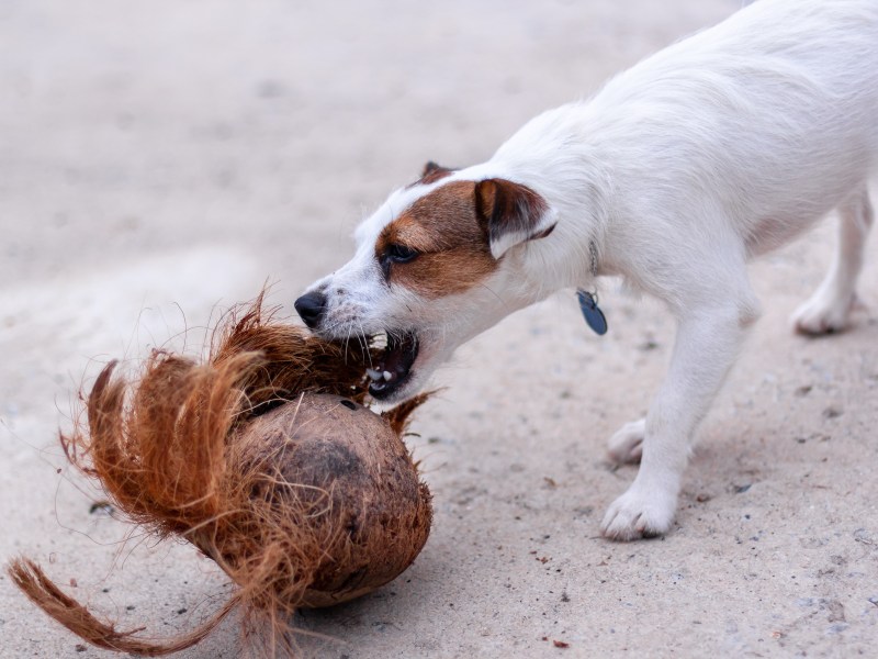 Hund mit Kokosnuss