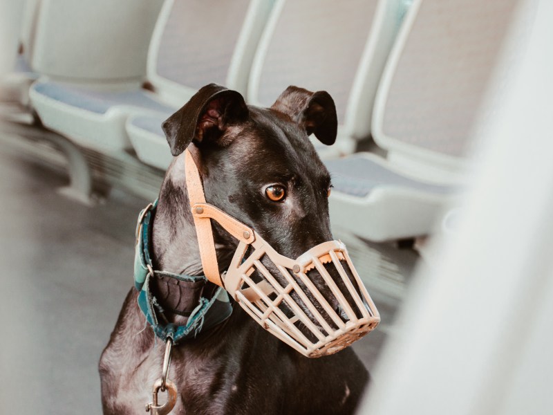 Hund mit Maulkorb