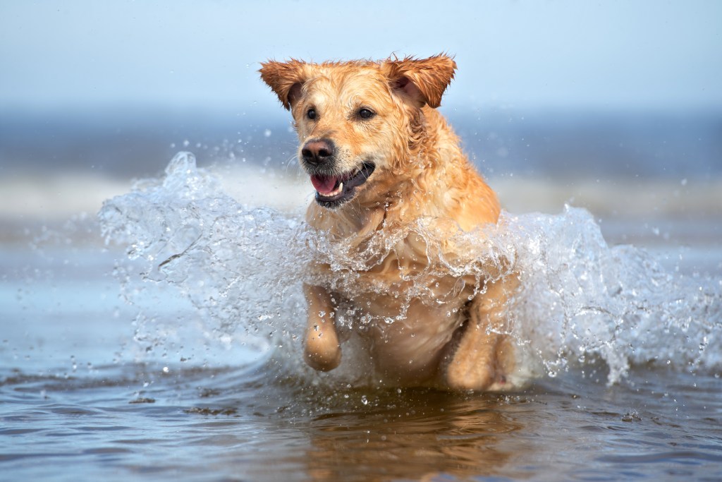 Hund im Wasser