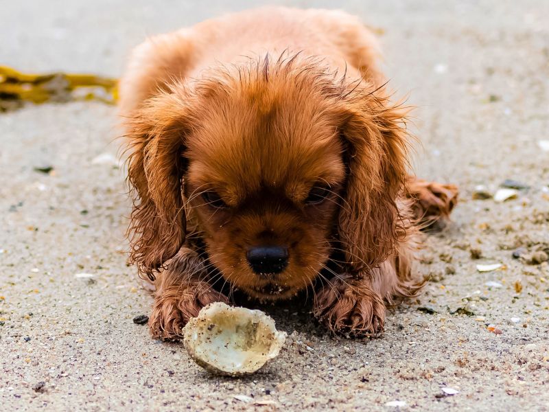 Hund mit Muschel