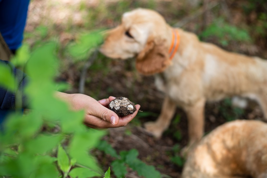 Hund mit Trüffel