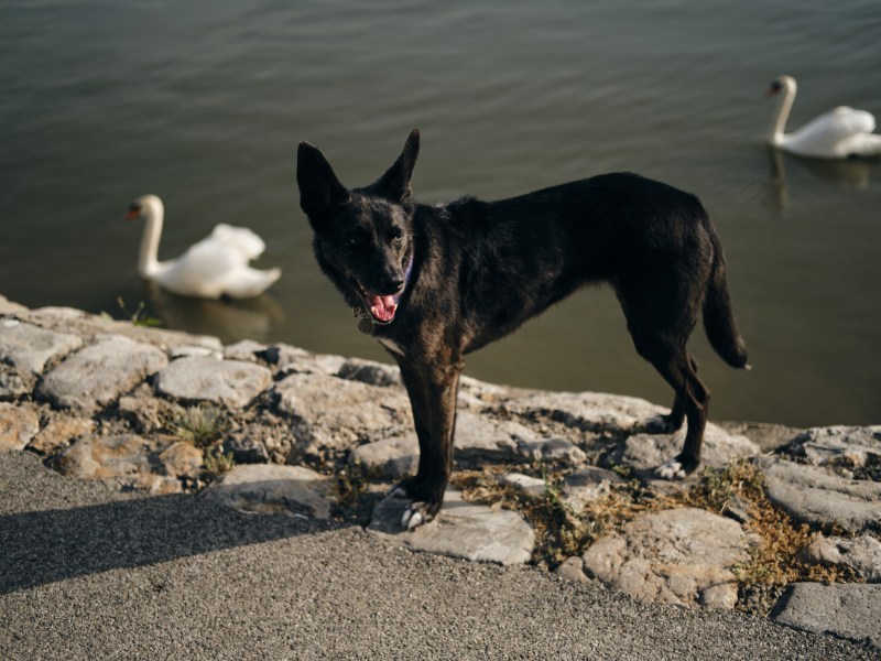 Hund mit Schwänen