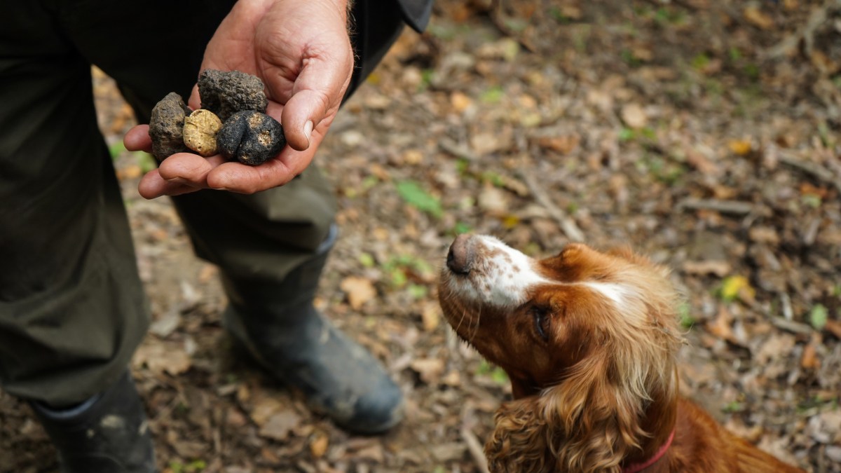 Hund schaut Trüffel an