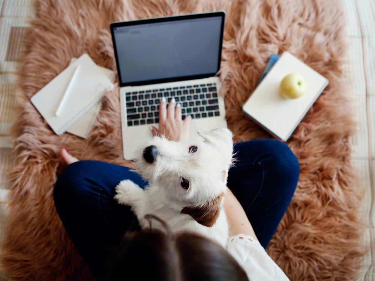 „Hilfe, mein Hund rastet im Home-Office aus!“: So lernt dein Hund sich selbst zu beschäftigen