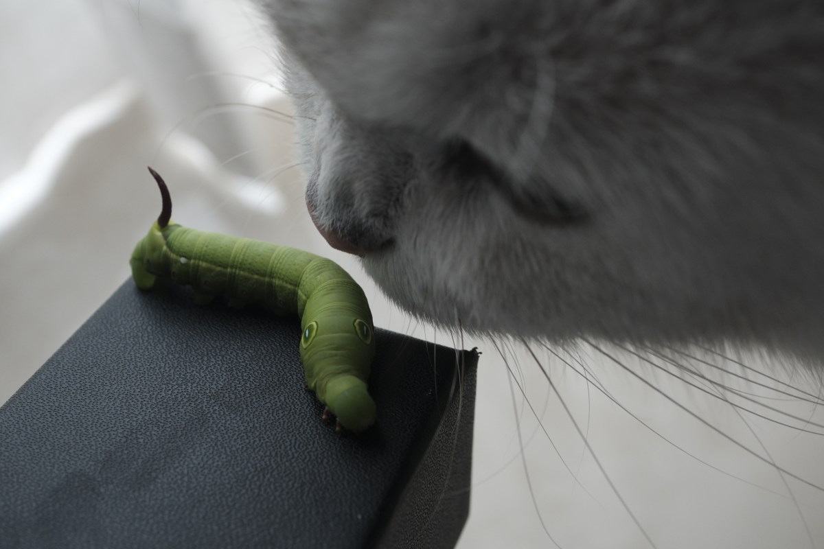 Katze riecht an Raupe Insekt Futter