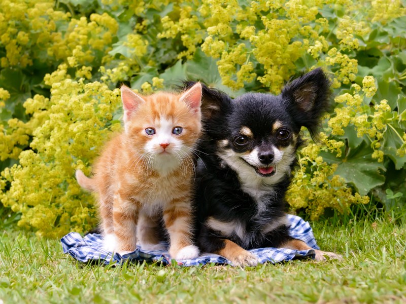 Kater und Chihuahua auf einer Decke