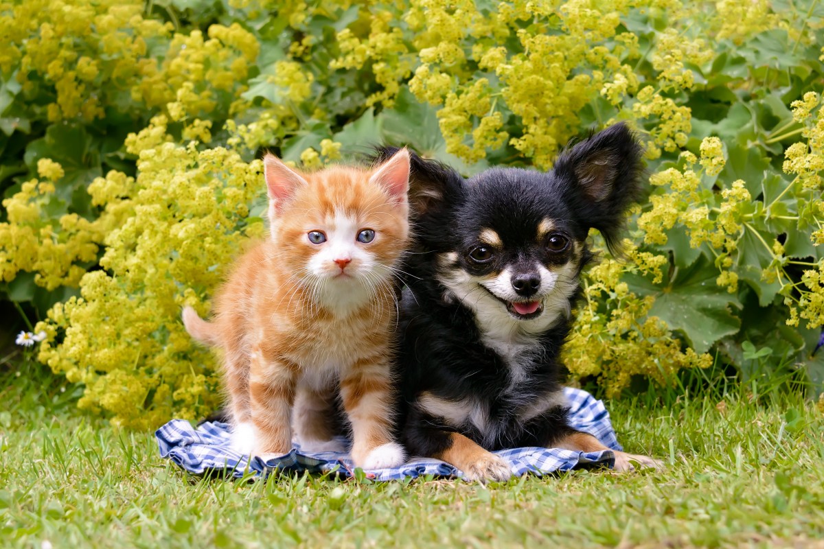 Kater und Chihuahua auf einer Decke