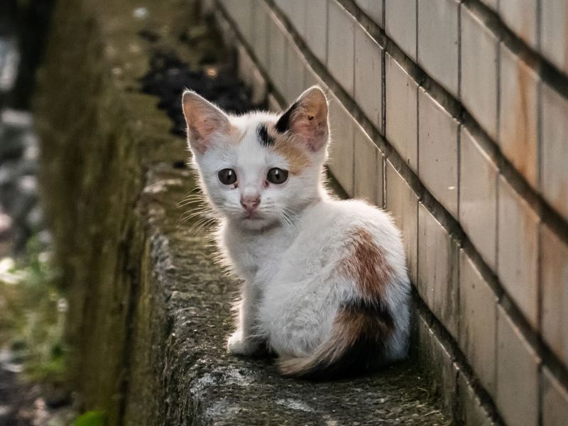 Katze angefahren Kitten am Straßenrand