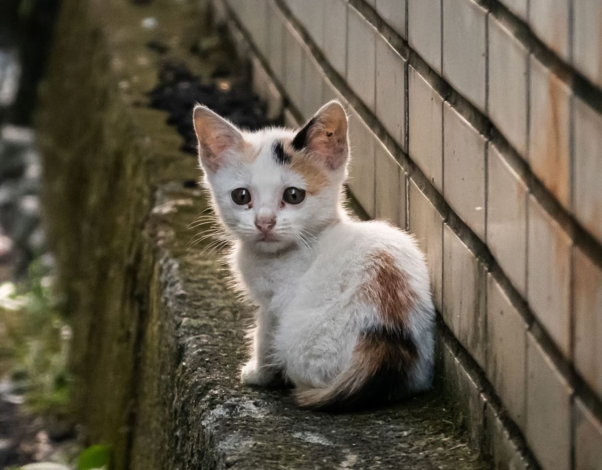 Katze angefahren Kitten am Straßenrand