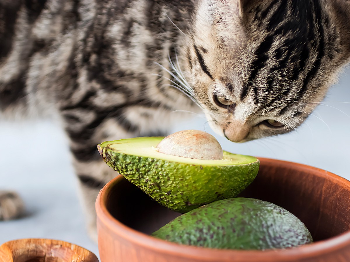 Katzenernährung: Vorsicht – Avocados sind lebensgefährlich