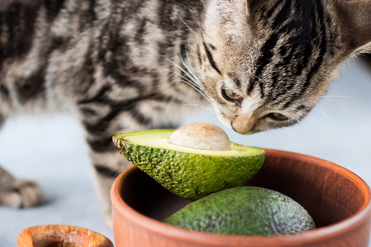 Katze riecht an Avocado