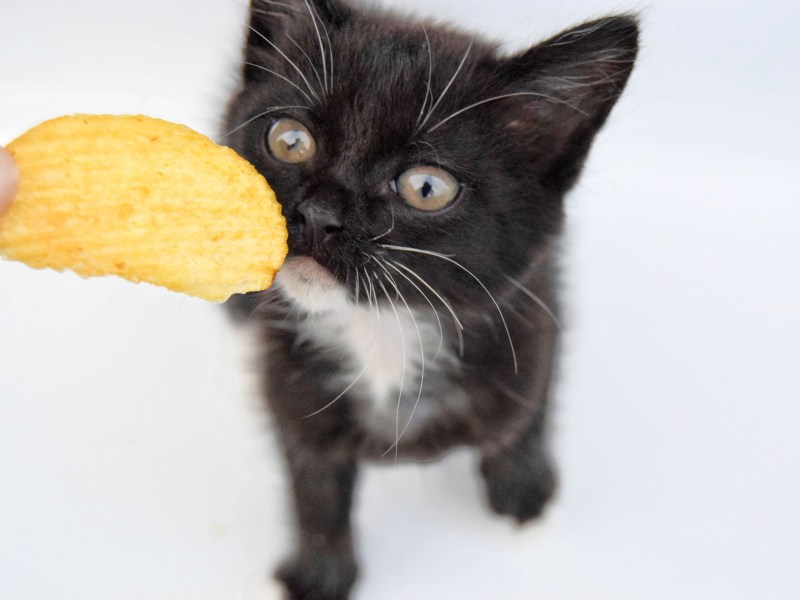 Kleine Katze schnüffelt an Chip