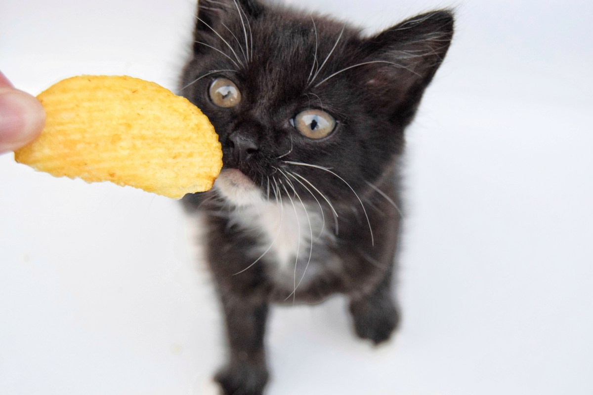 Kleine Katze schnüffelt an Chip