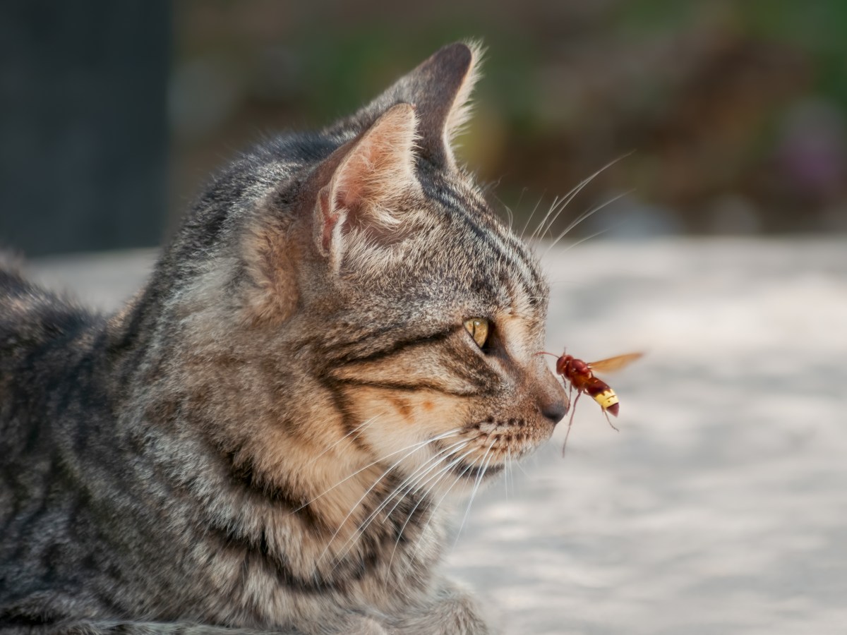 Kranke Katze mit Honig füttern: Du glaubst nicht, welche geniale Wirkung er hat