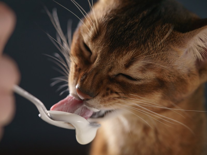 Katze leckt Löffel mit Jogurt ab