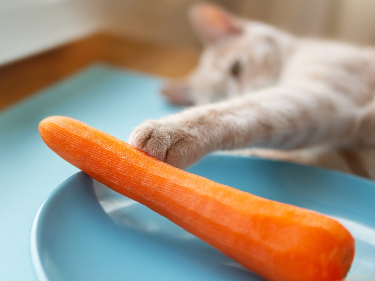 Katze angelt nach einer Karotte
