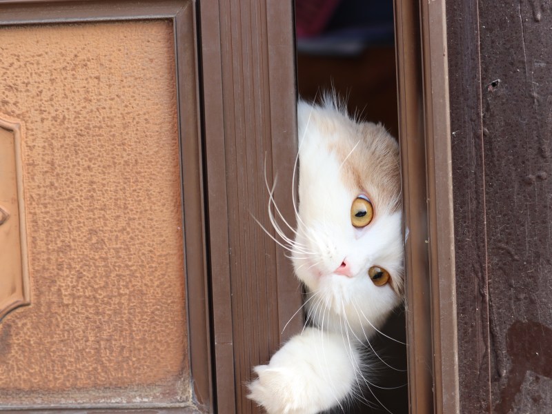 Katze steckt in Kippfenster fest