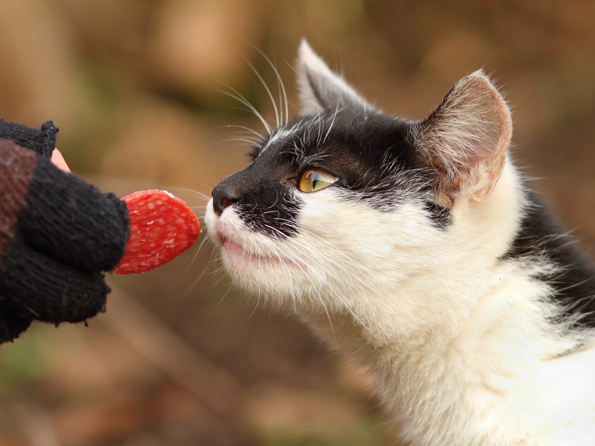 Katze mit Salami füttern: Vorteile und Gefahren im Check