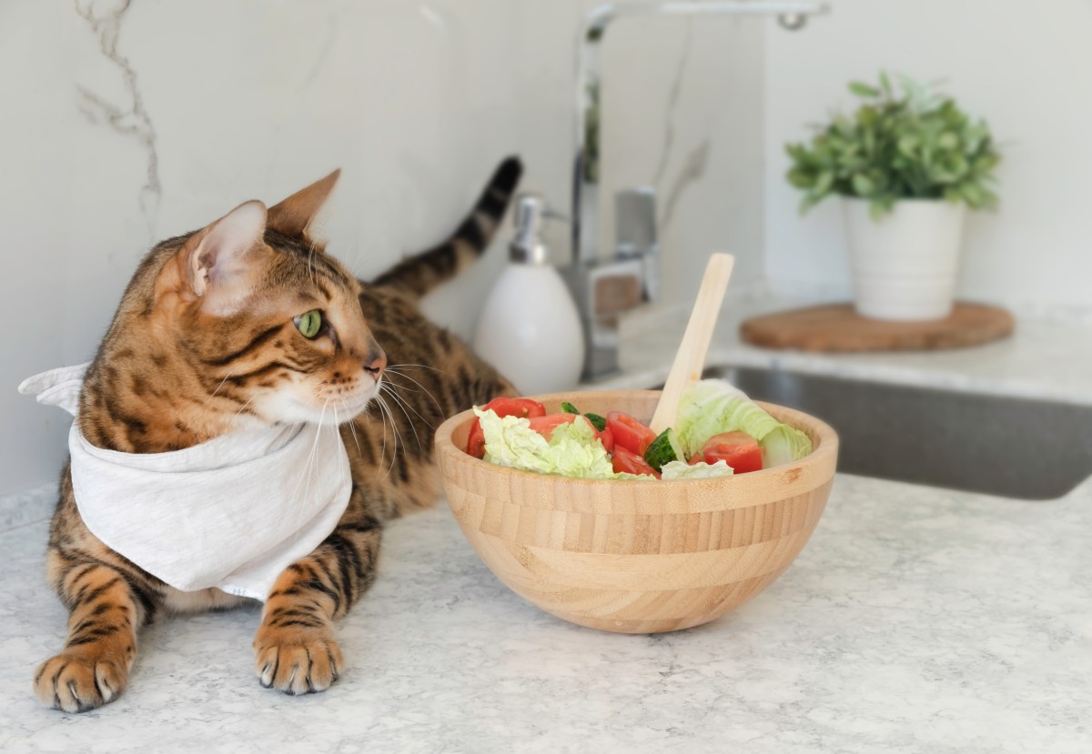 Katze sitzt neben Schüssel mit Salat