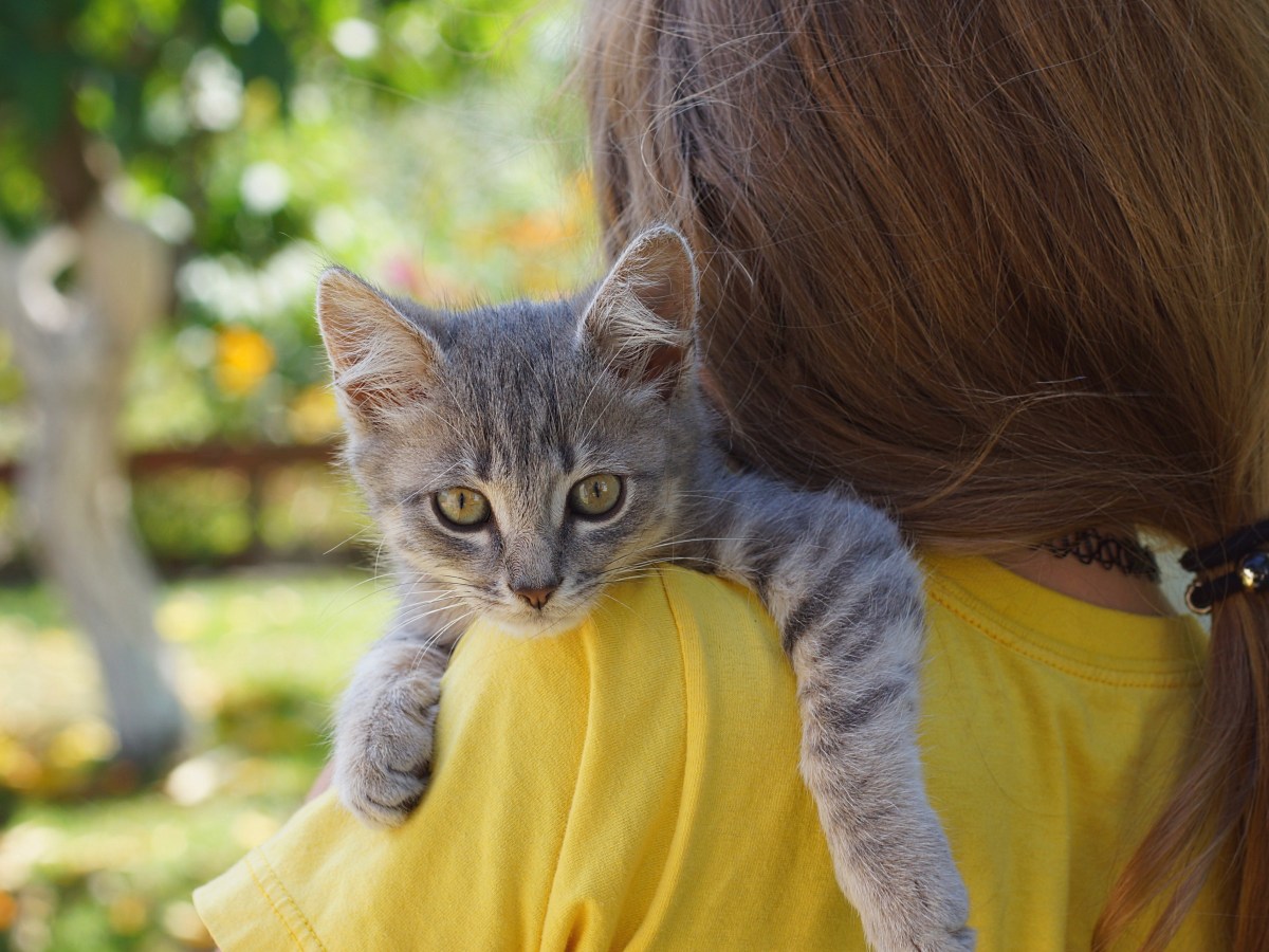 Katze liegt auf der Schulter einer Frau