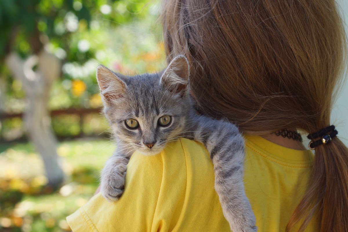 Katze liegt auf der Schulter einer Frau