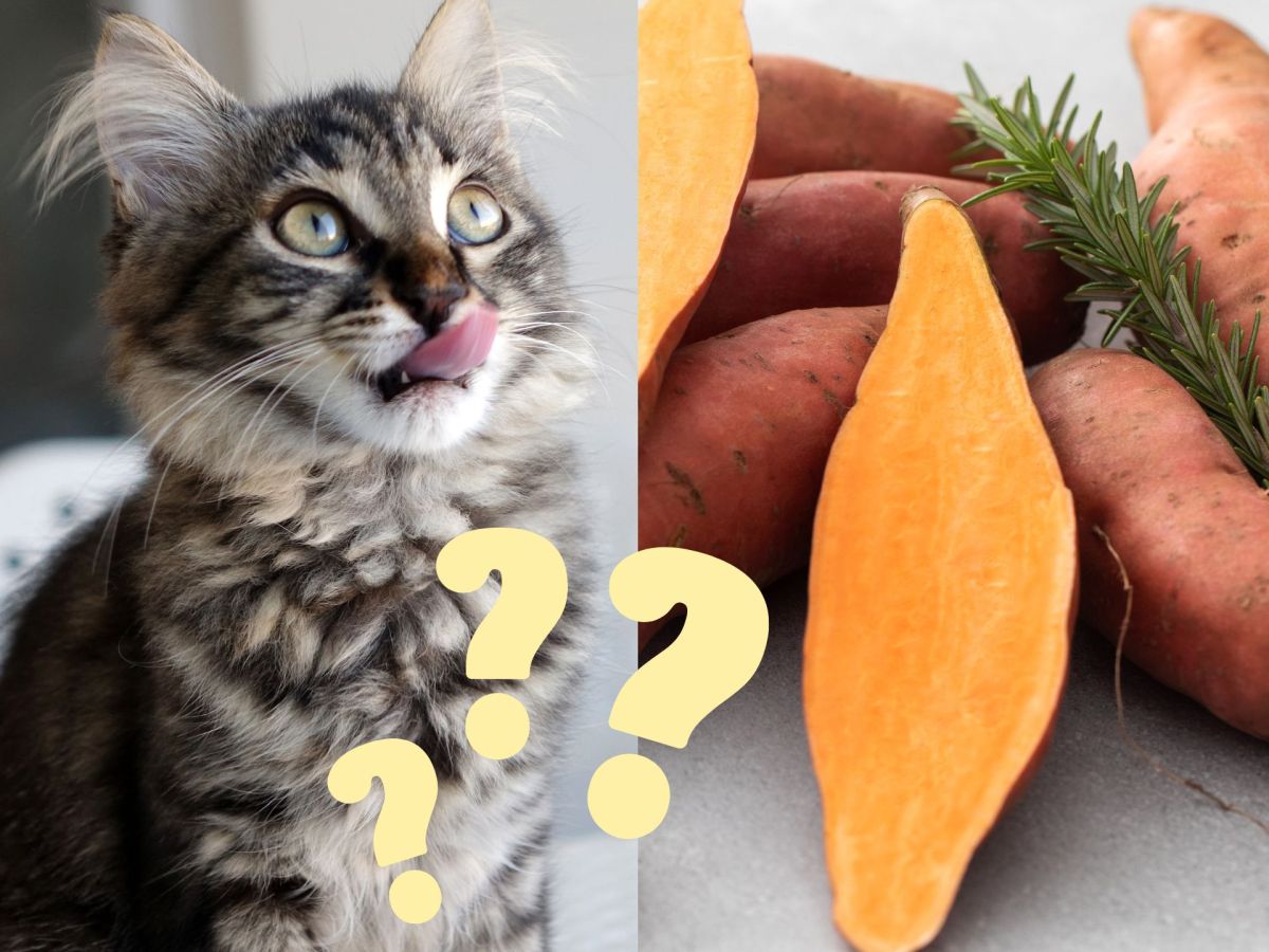 Süßkartoffel als Superfood: Ist sie auch für Katzen gesund?