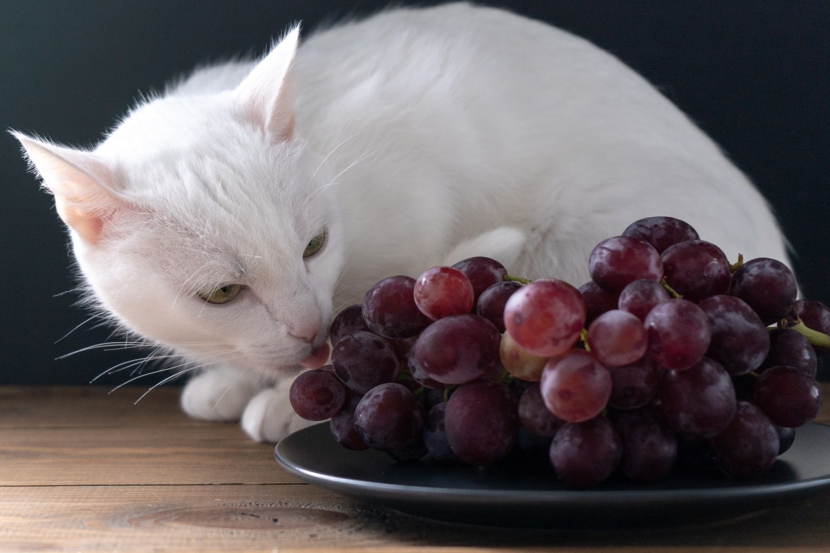 Katze riecht an Trauben