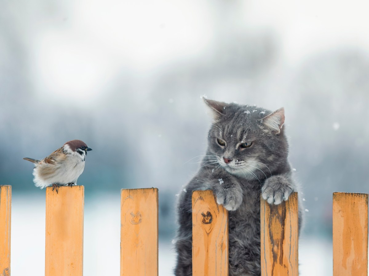 Katze und Vogel an einem Zaun