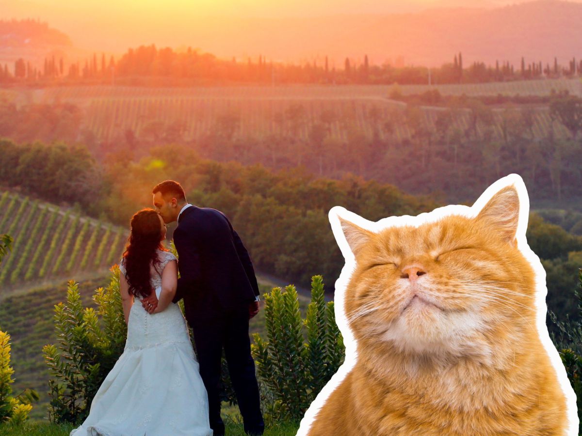 Viraler Hit: Hochzeit ohne ihre Katzen? Braut wird kreativ!