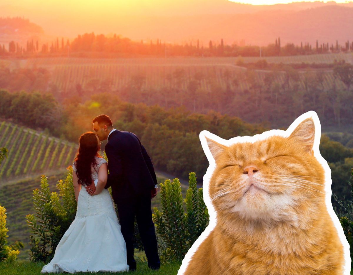 Brautpaar muss ohne Katzen feiern und wird kreativ