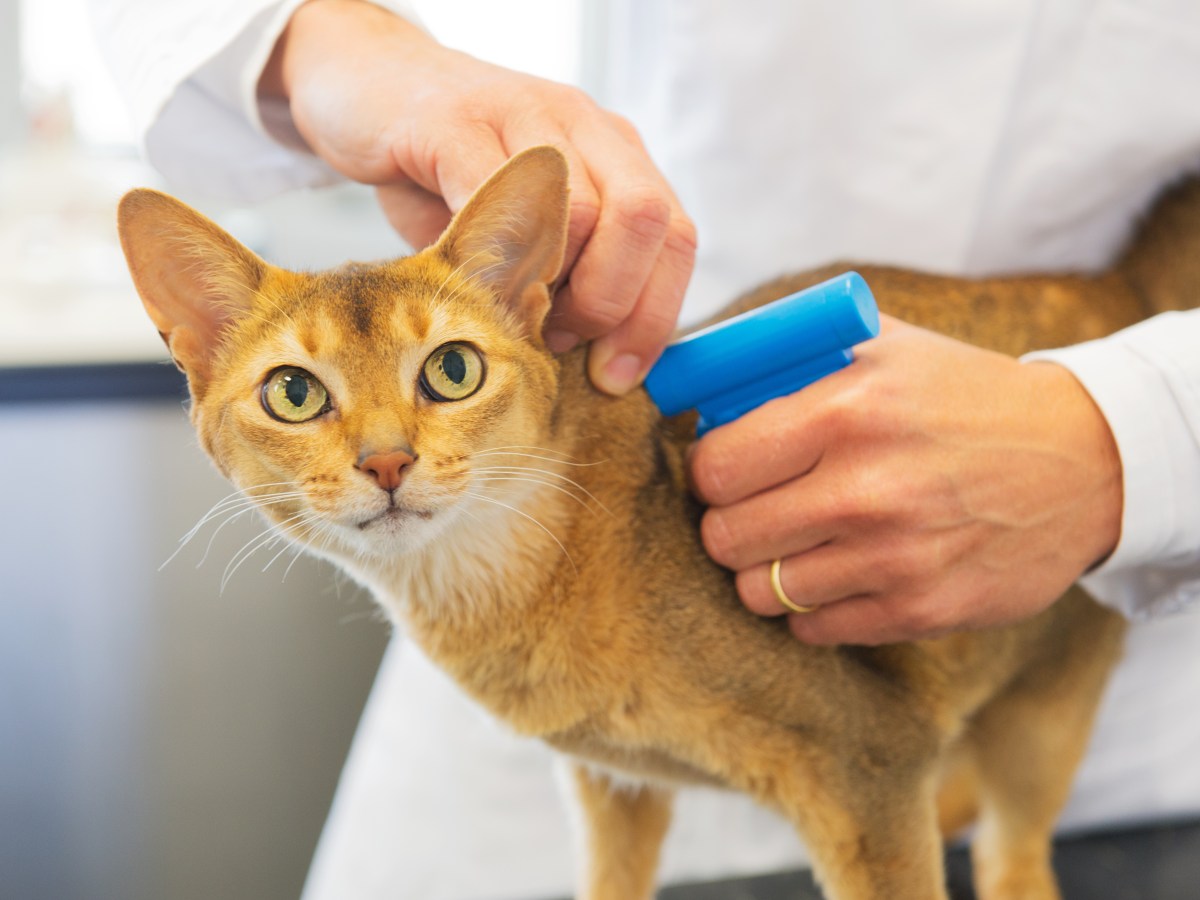 Mikrochips für Katzen: Die Katze chippen zu lassen, kann Leben retten