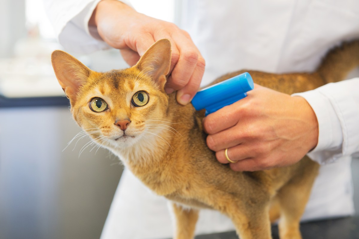 Katze bekommt Mikrochip eingesetzt