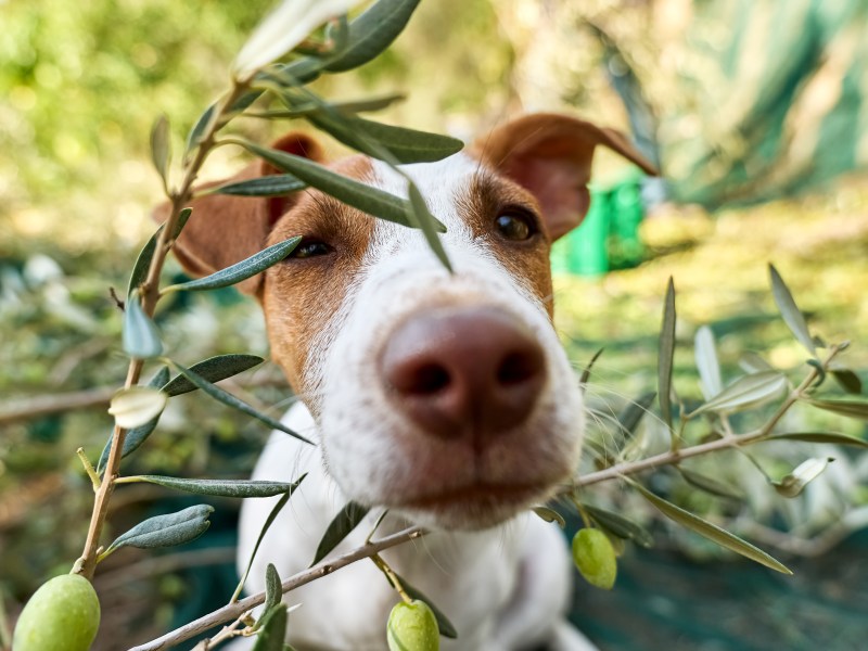 Hund mit Oliven