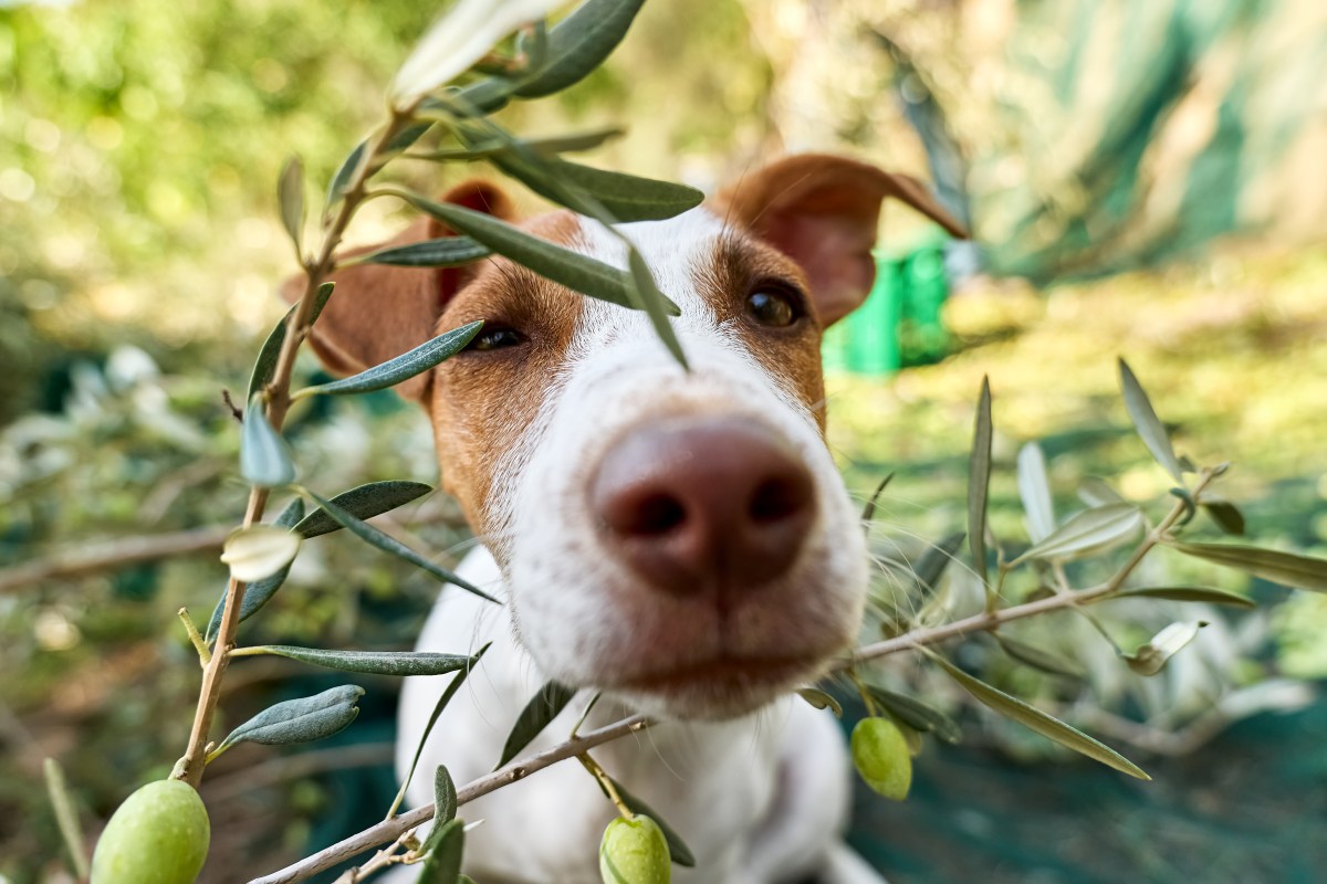 Hund mit Oliven