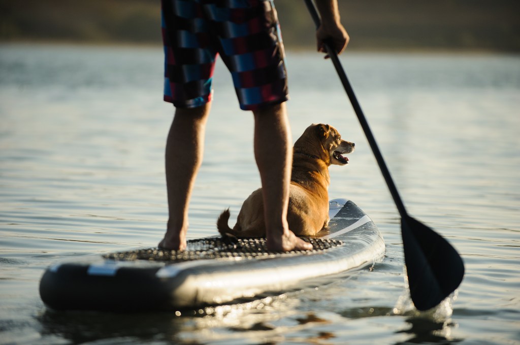 Hund beim Stand-up-Paddling