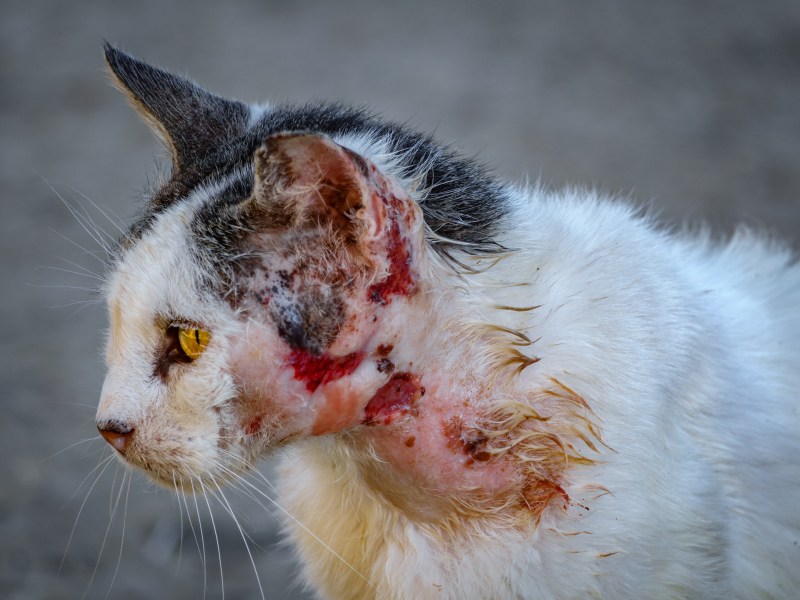 Tierquäler haben Katze zugerichtet