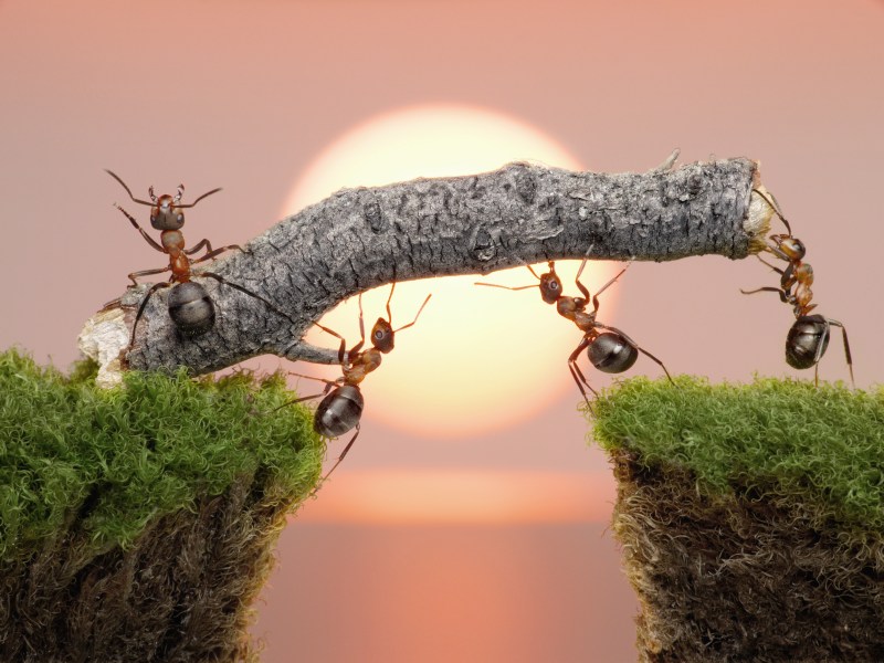 Ameisen tragen einen Baumstamm