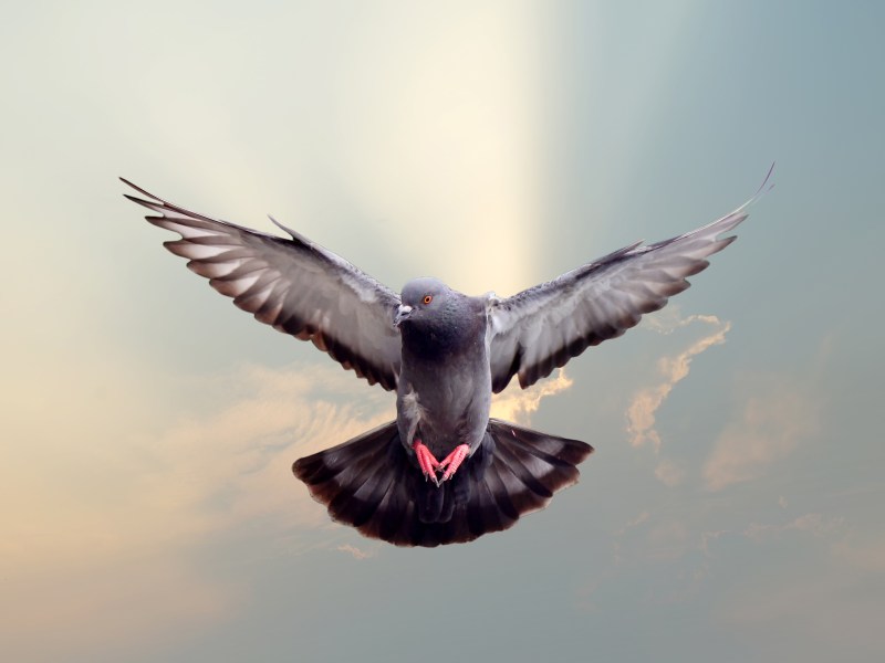 Taube fliegt im Himmel