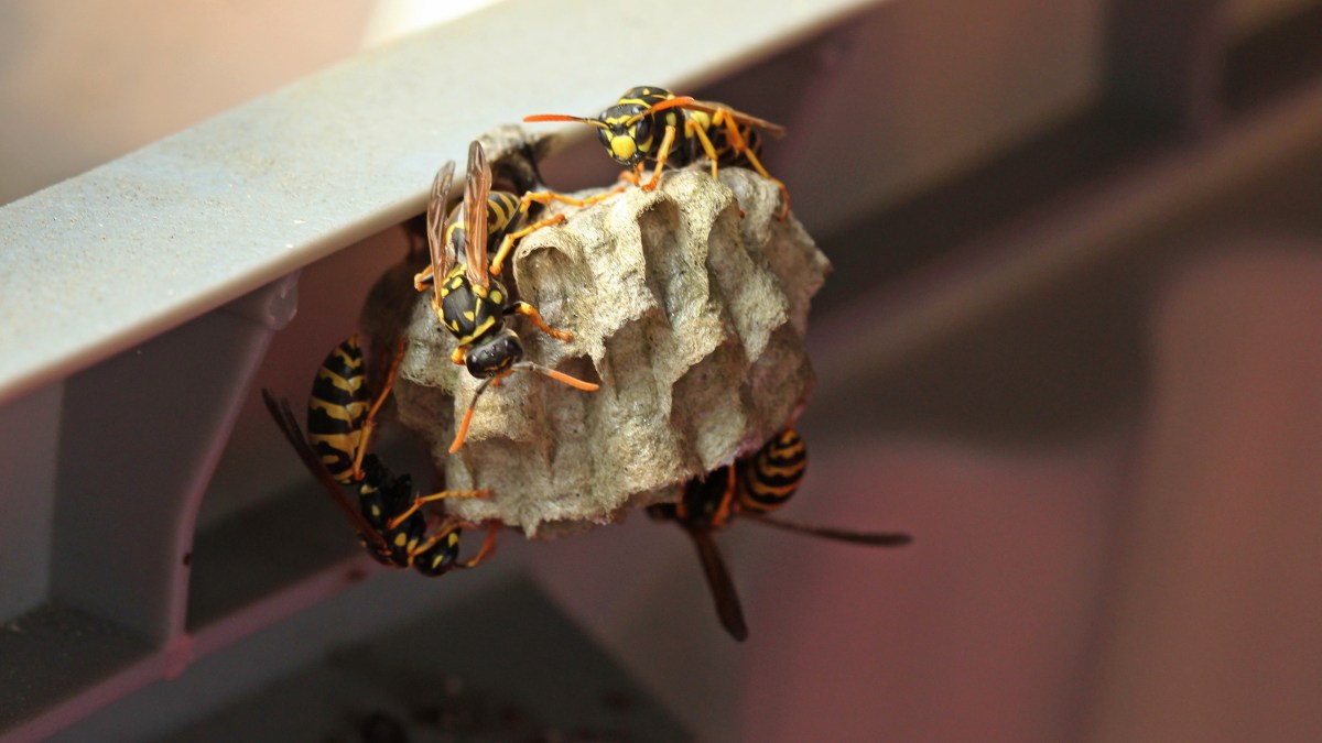 Wespen auf dem Balkon