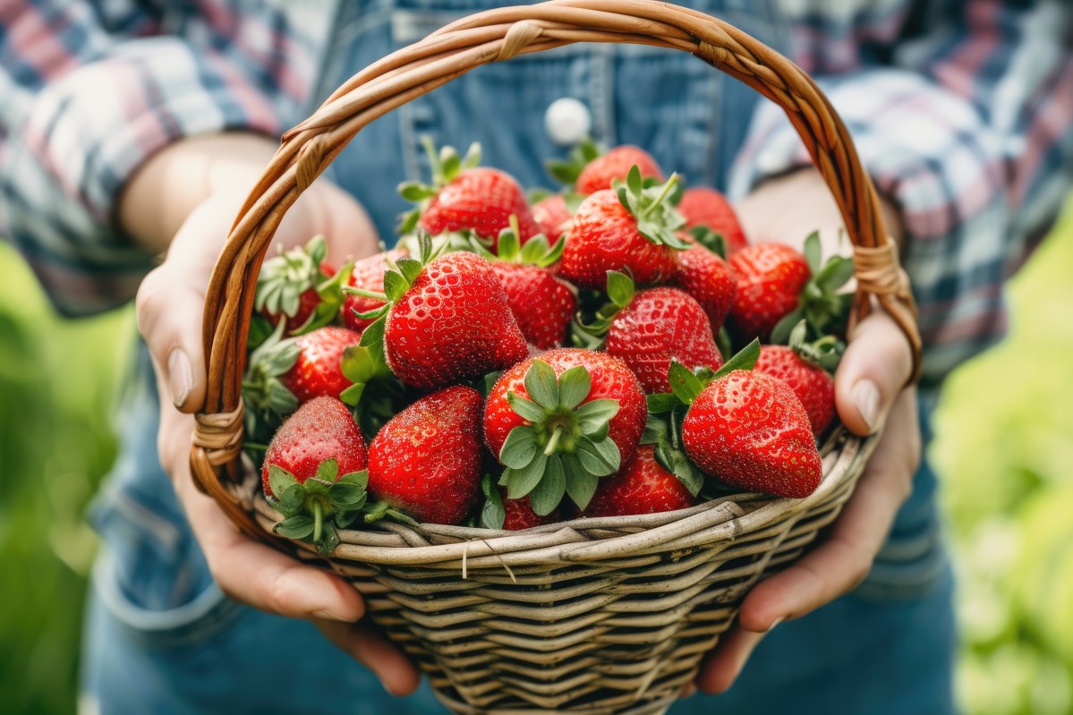 Lecker!!! Damit deine Erbeeren so richtig gut werden, ist eine Düngung wichtig. Dafür brauchst du nur diese genial einfachen und effektiven Hausmittel.