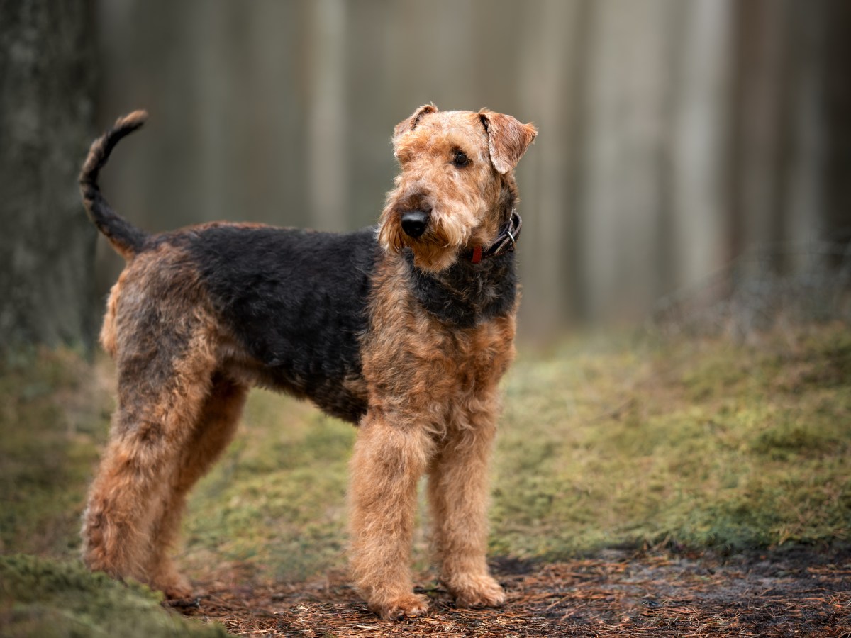 Airedale Terrier: Der umfassende Ratgeber zur „König der Terrier“-Rasse