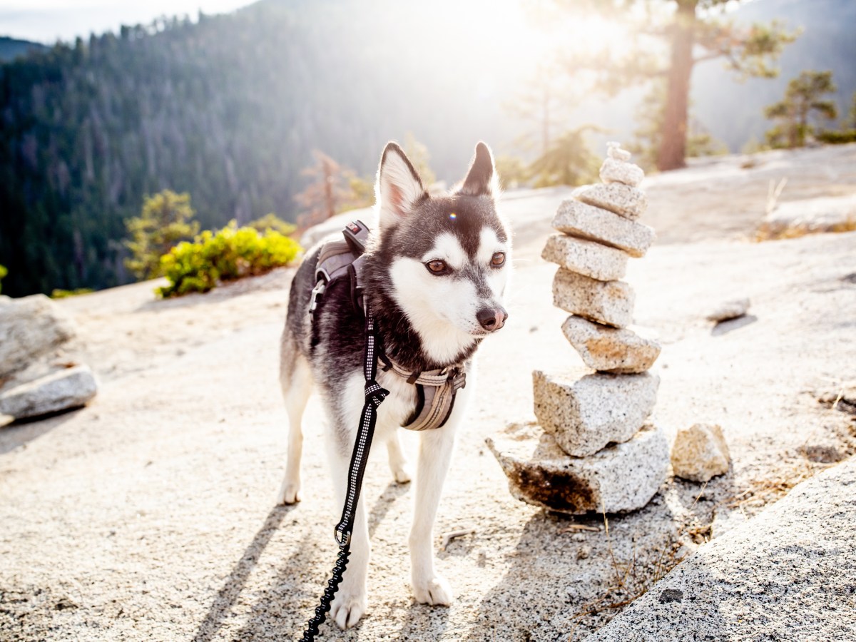 Alaskan Klee Kai-Steckbrief: Alles über Aussehen, Charakter und Pflege