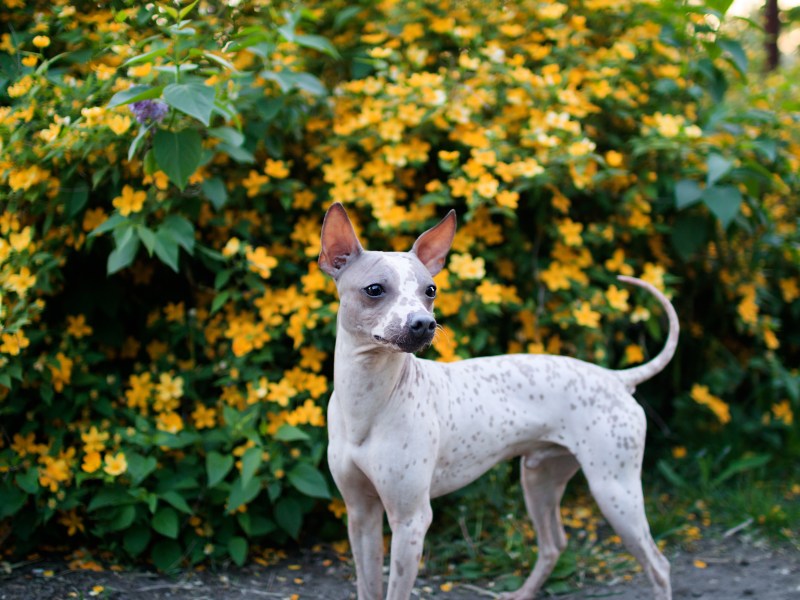 American Hairless Terrier