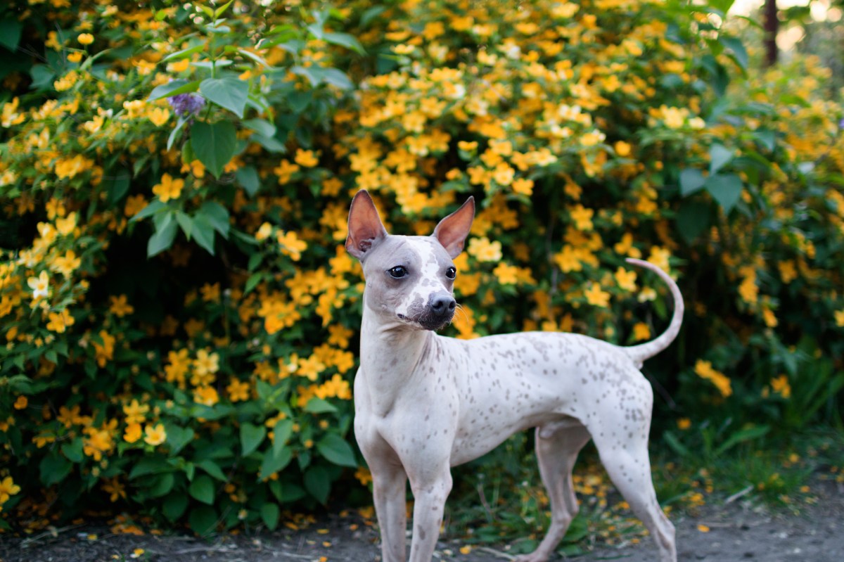 American Hairless Terrier