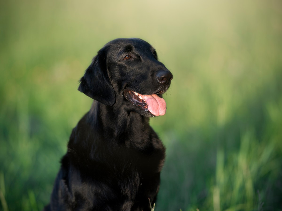 Alles, was du über den Flatcoat Retriever wissen musst: Ein umfassender Ratgeber