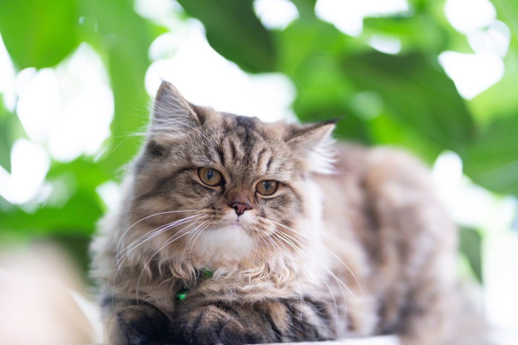 Himalaya-Katze vor einem Baum