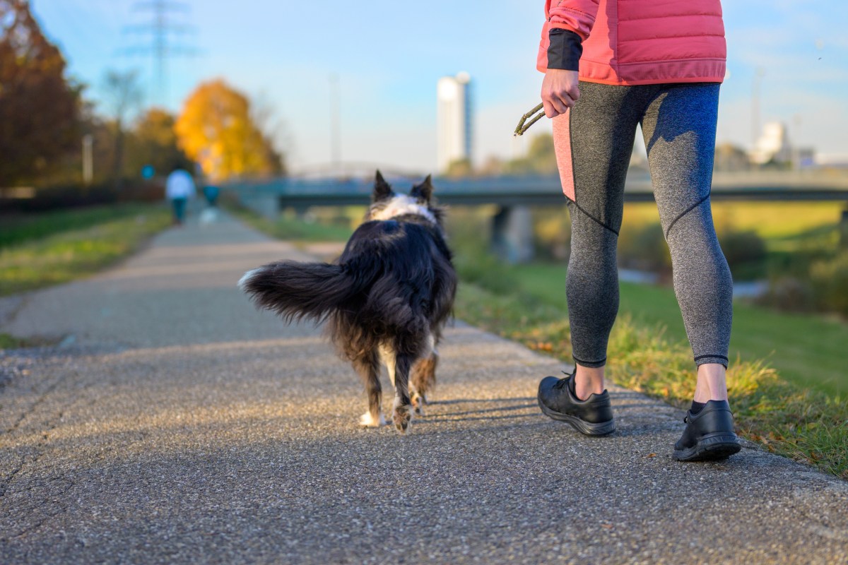 Hund mit Hüftschwung