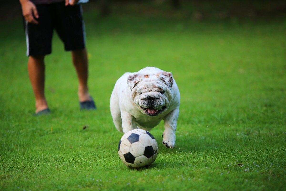 Hund spielt Fußball