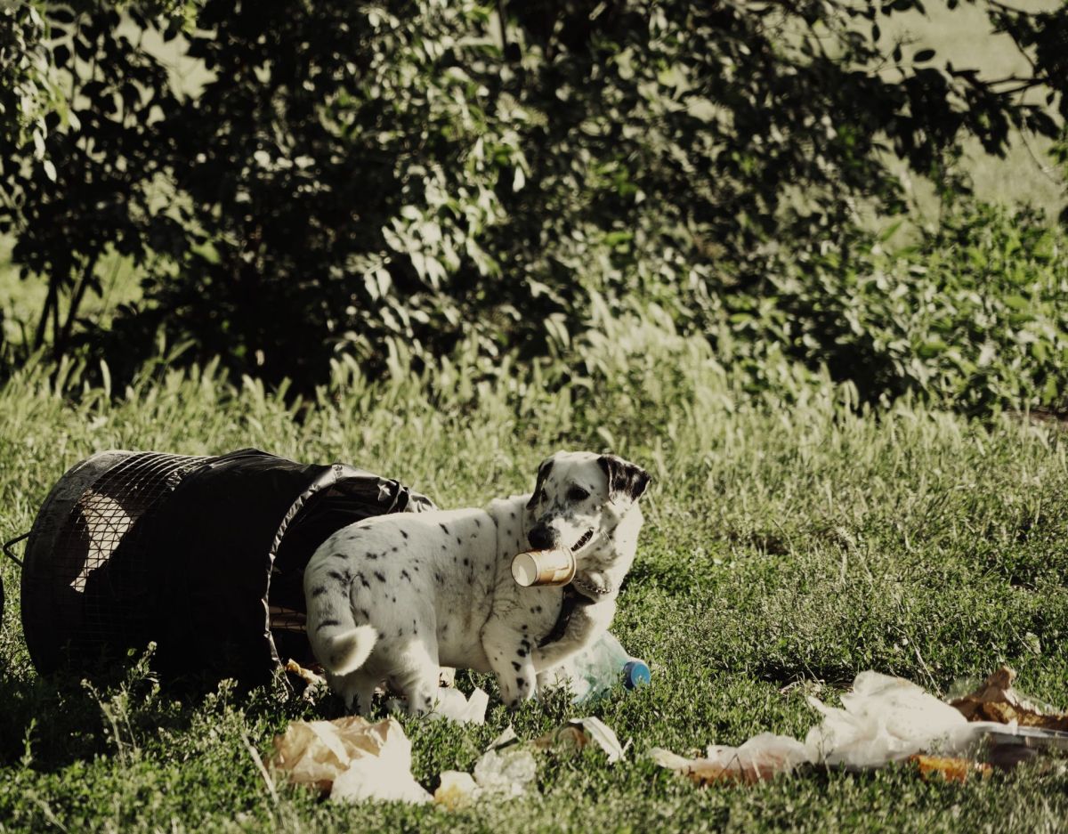 Hund wühlt im Müll